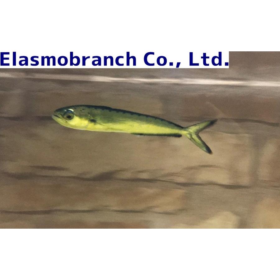 シイラ科 シイラ Coryphaena Hippurus 15 cm １匹 Mahi Mahi アクアハウス魚の道 通販 Yahoo ショッピング