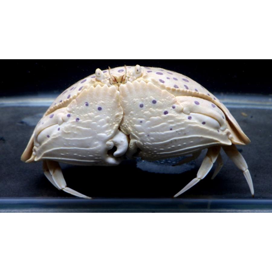 マルソデカラッパ 乾燥標本② カラッパ　カニ 標本 マルソデカラッパ 乾燥標本② カラッパ カニ 標本 - メルカリ
