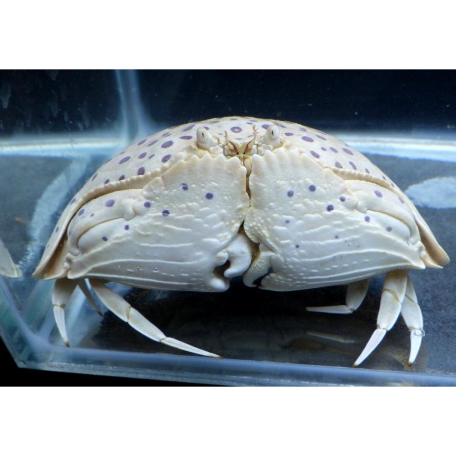 カラッパ科） マルソデカラッパ スポットタイプ Calappa calappa （10