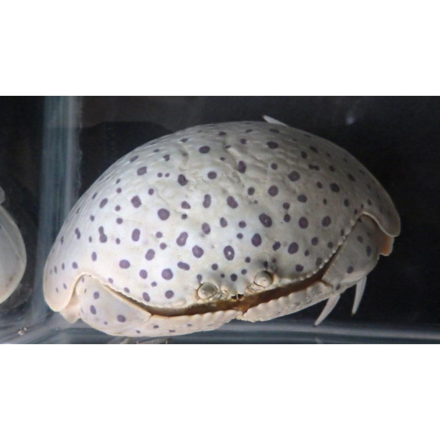 カラッパ科） マルソデカラッパ スポットタイプ Calappa calappa （10