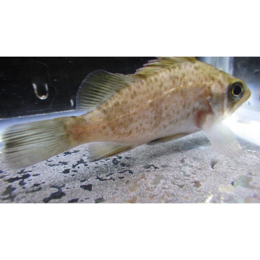 （メバル科） メバル類の一種 Sebastes sp. （5〜8cm） 1匹 : アクアハウス魚の道 - 通販 - Yahoo!ショッピング