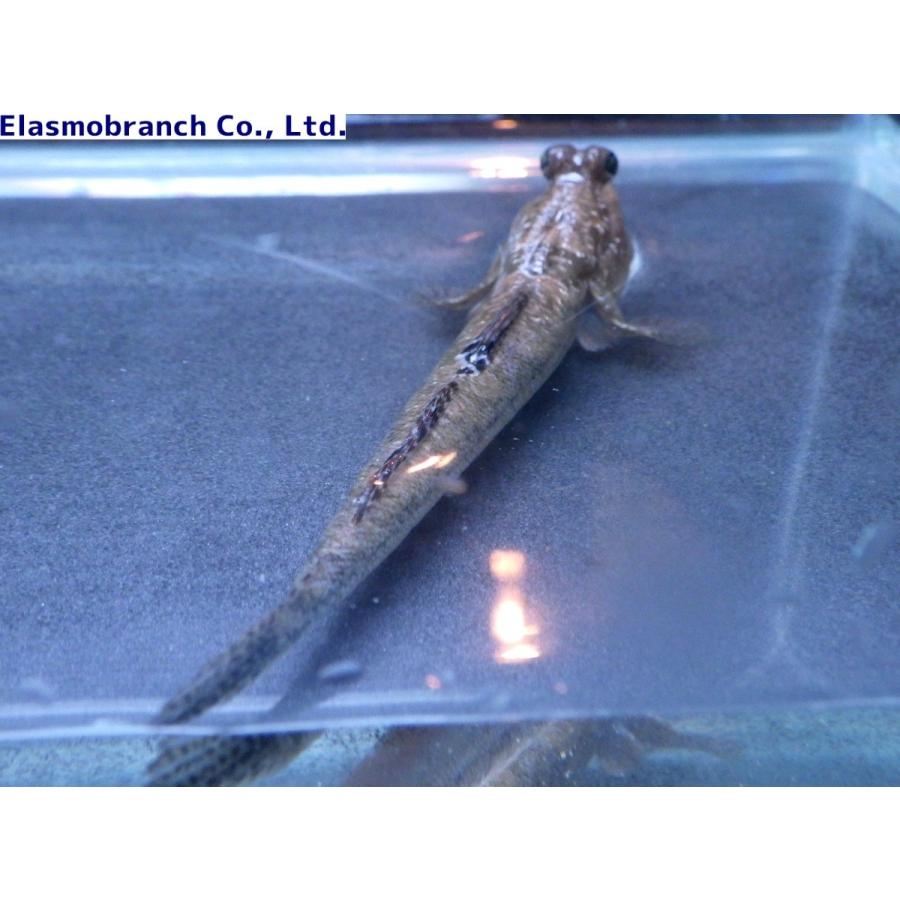ハゼ科 ミナミトビハゼ Periophthalmus Argentilineatus 6 10cm １匹 Minamitobihaze アクアハウス魚の道 通販 Yahoo ショッピング