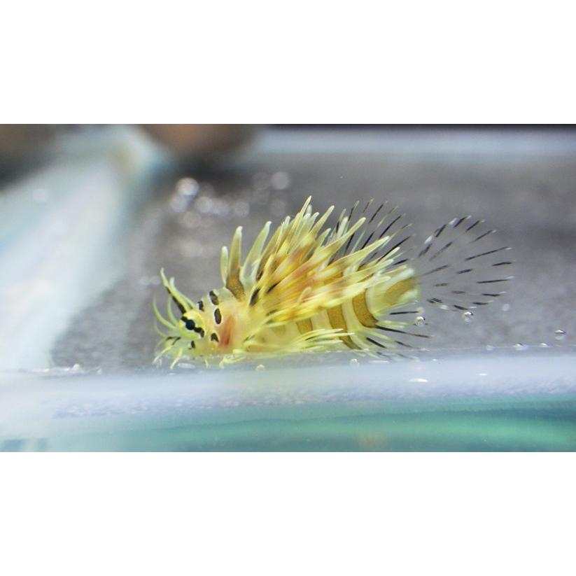 ミノカサゴ 標本 Pterois lunulata 約30cm ミノカサゴ】©zukankun | フサカサゴ科 | 生物図鑑 | 名古屋の