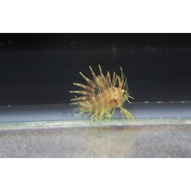 ミノカサゴ 標本 Pterois lunulata 約30cm ミノカサゴ Pterois lunulata