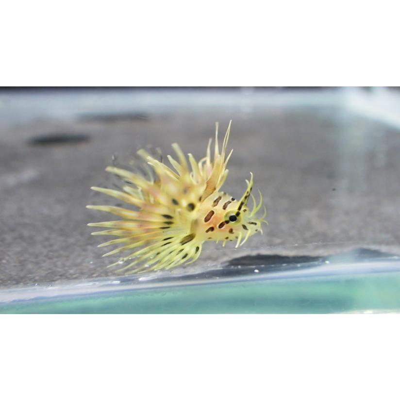 フサカサゴ科） ミノカサゴSp. 幼魚 Pterois lunulata （1〜2cm） 1匹