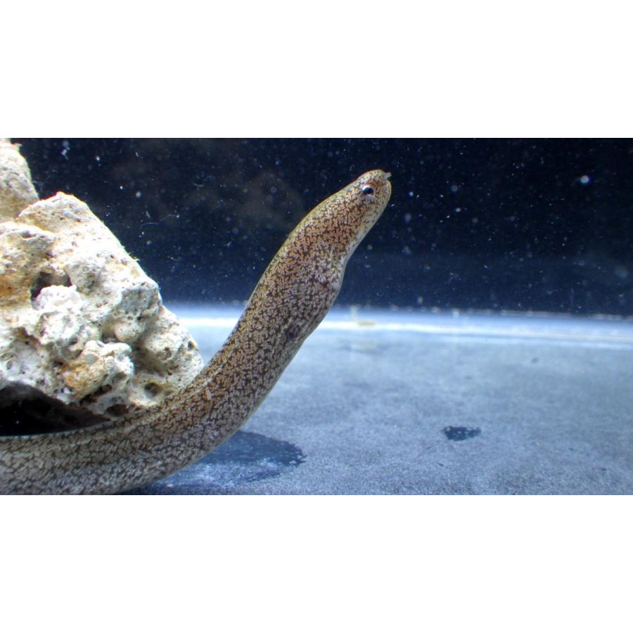 ウツボ科 モバウツボ Gymnothorax Richardsonii 15 cm １匹 Mobautubo アクアハウス魚の道 通販 Yahoo ショッピング