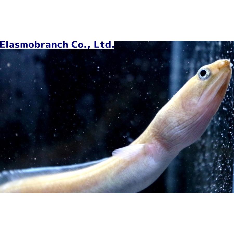 ウミヘビ科 イナカウミヘビ Ophichthus Asakusae 30 40cm １匹 Moray 12 アクアハウス魚の道 通販 Yahoo ショッピング