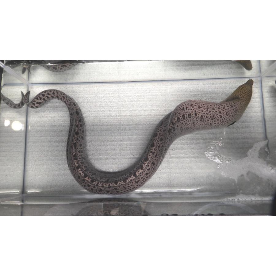 ウツボ科） ドクウツボ Gymnothorax javanicus （100〜110cm） 1匹