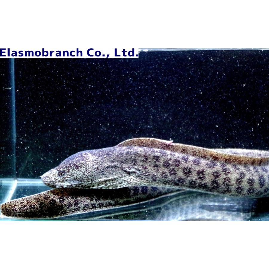 ウツボ科） アセウツボ Gymnothorax pictus （50〜60cm） 1匹