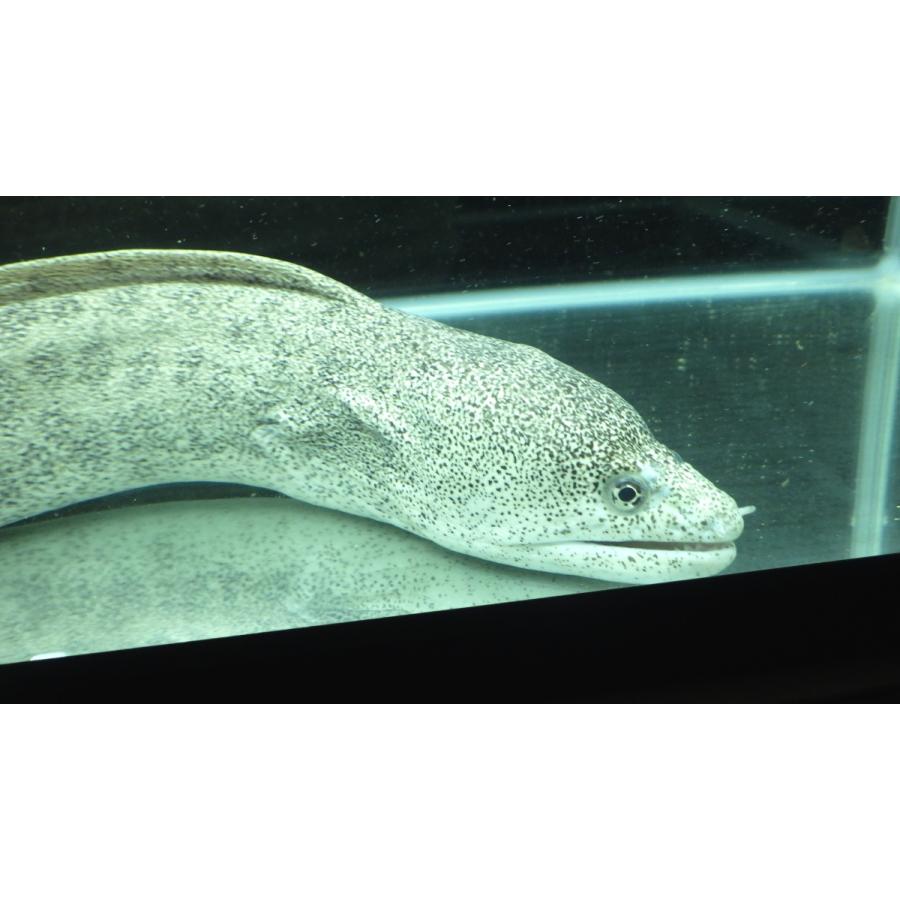 ウツボ科 アセウツボ Gymnothorax Pictus 70 80cm １匹 Moray 28 アクアハウス魚の道 通販 Yahoo ショッピング