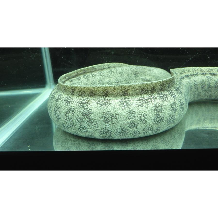 ウツボ科） アセウツボ Gymnothorax pictus （70〜80cm） 1匹