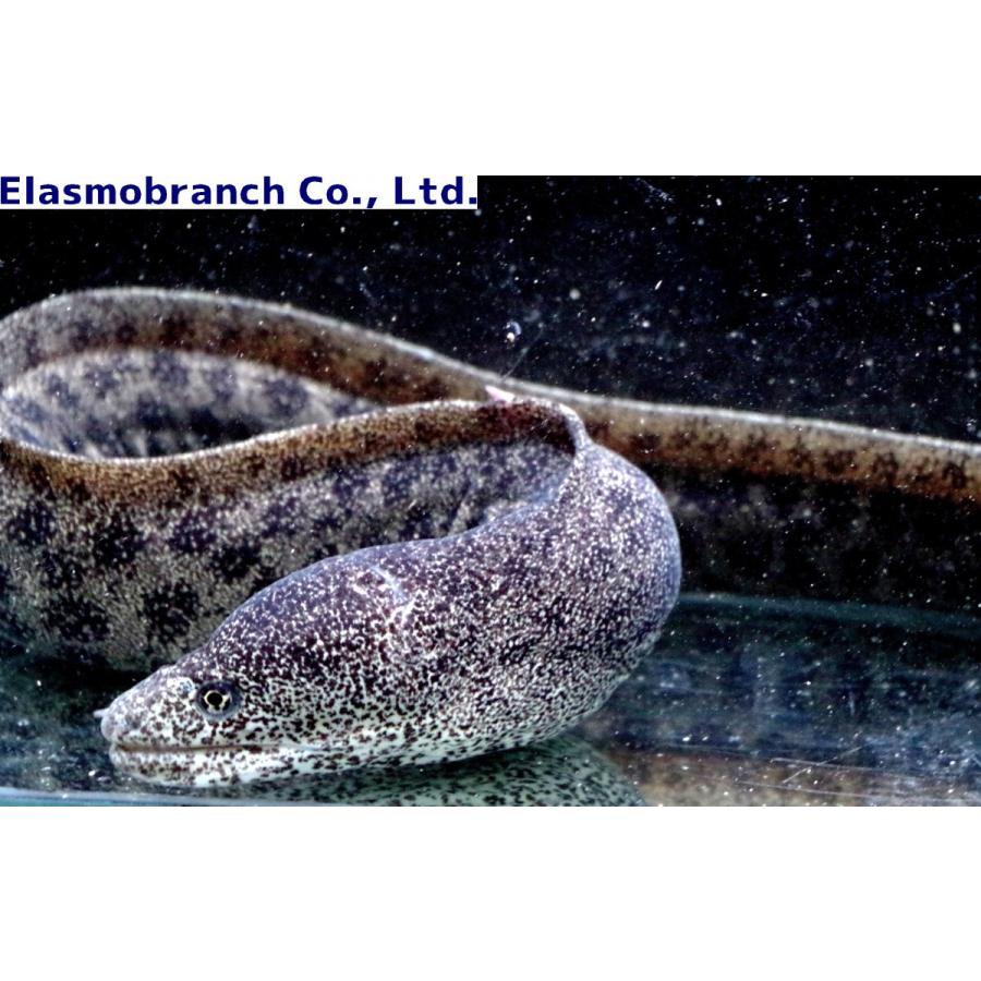 （ウツボ科）　アセウツボ　Gymnothorax pictus　（90〜100cm）　１匹(14000円)