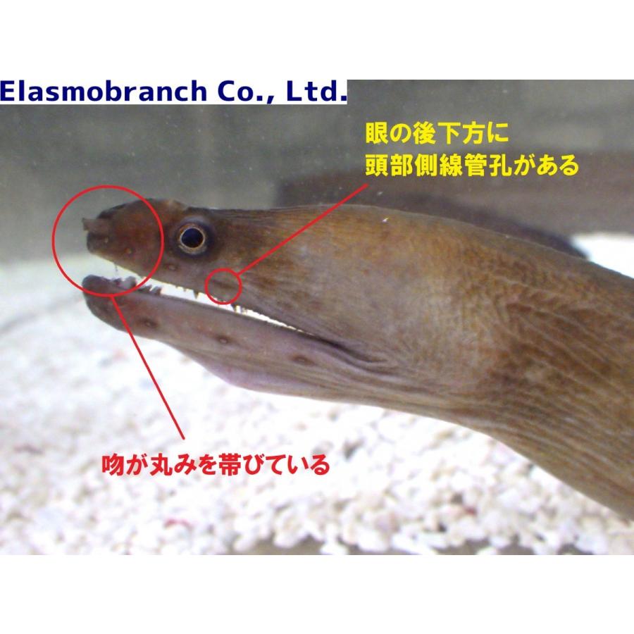 ウツボ科 オナガウツボ Evenchelys Macrurus 150 170cm １匹 Moray 33 アクアハウス魚の道 通販 Yahoo ショッピング
