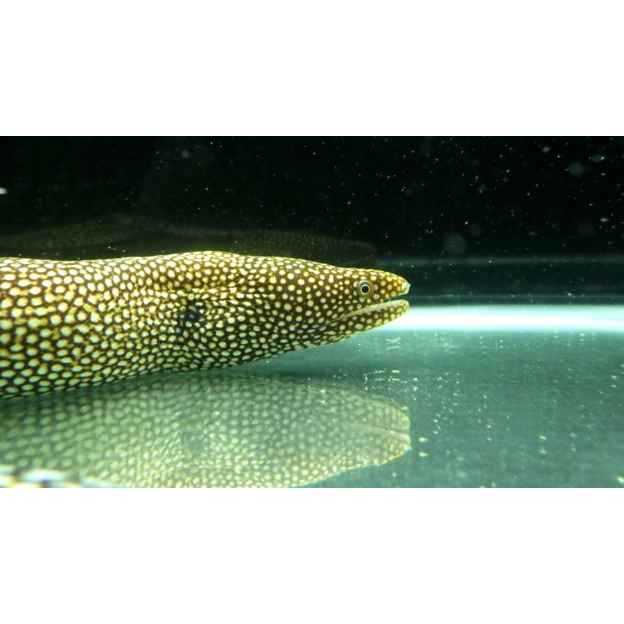 ずっと気になってたずっと気になってた（ウツボ科） ハナビラウツボ Gymnothorax Meleagris （40〜50cm） １匹 観賞魚生体 