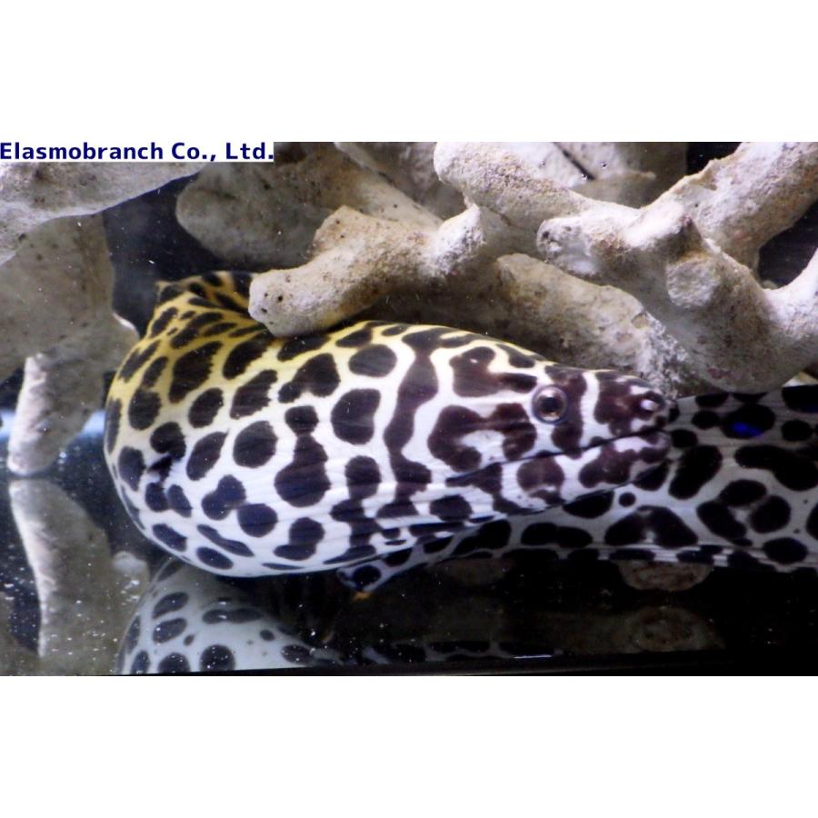 インディアンモレイ ウツボ科） インディアンモレイ Gymnothorax favagineus （60〜70cm
