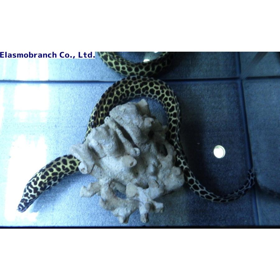 ウツボ科） インディアンモレイ Gymnothorax favagineus （60〜70cm
