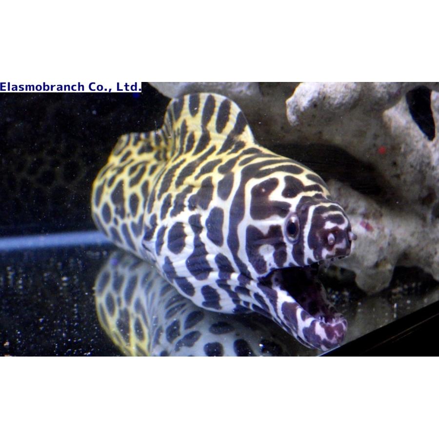 海水魚 トラウツボ インディアンモレイ ゼブラウツボ
