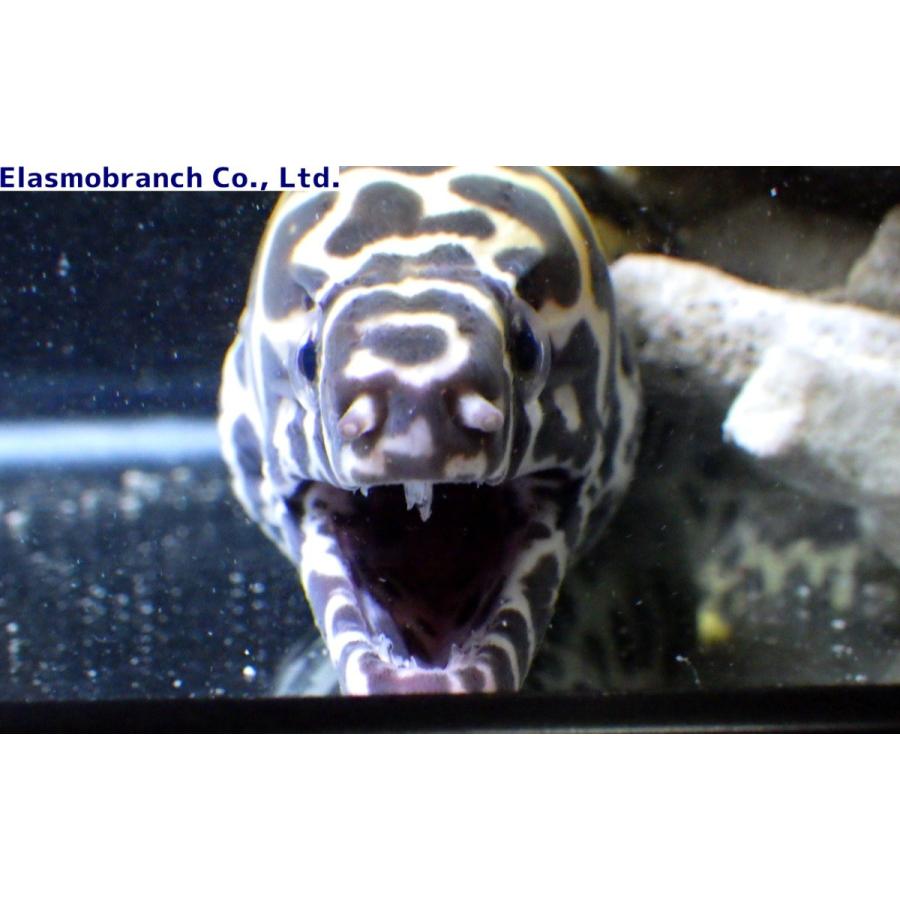 インディアンモレイ ウツボ科） インディアンモレイ Gymnothorax favagineus （60〜70cm