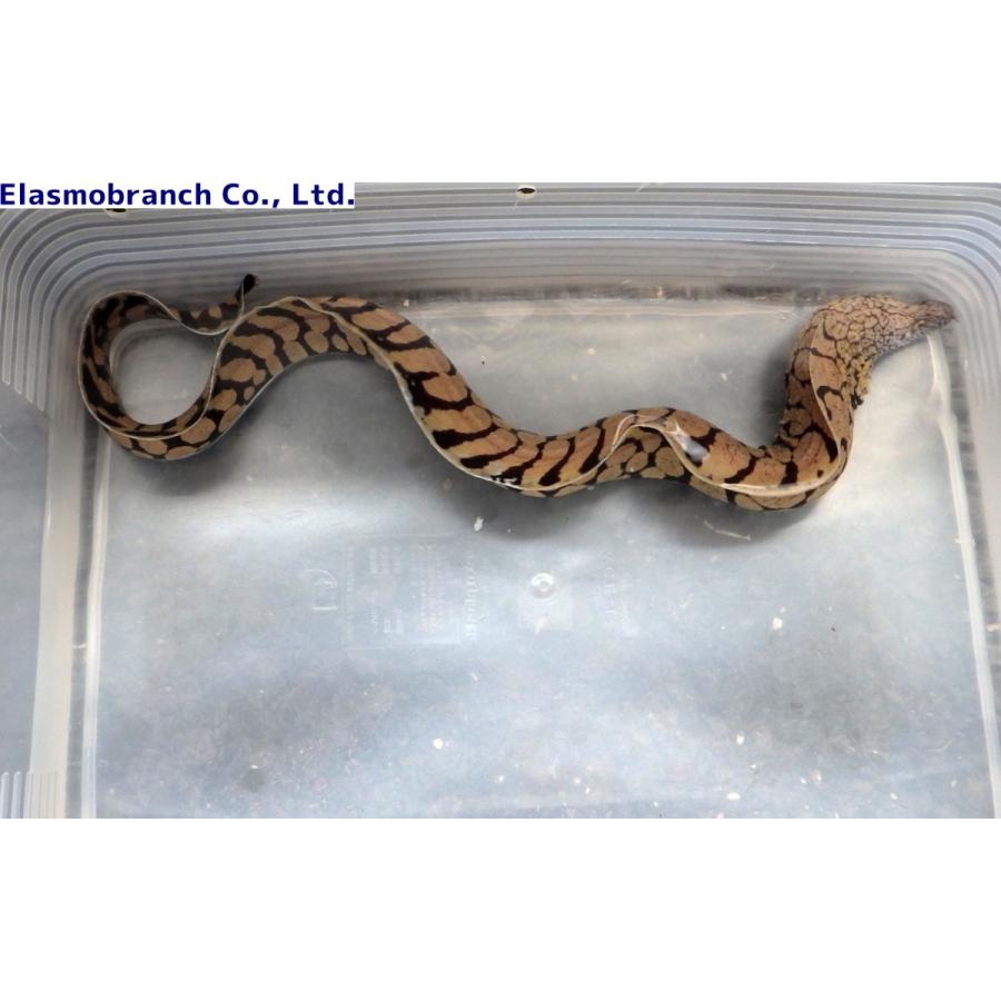 ウツボ科） ハワイウツボ Gymnothorax berndti （60〜70cm） 1匹