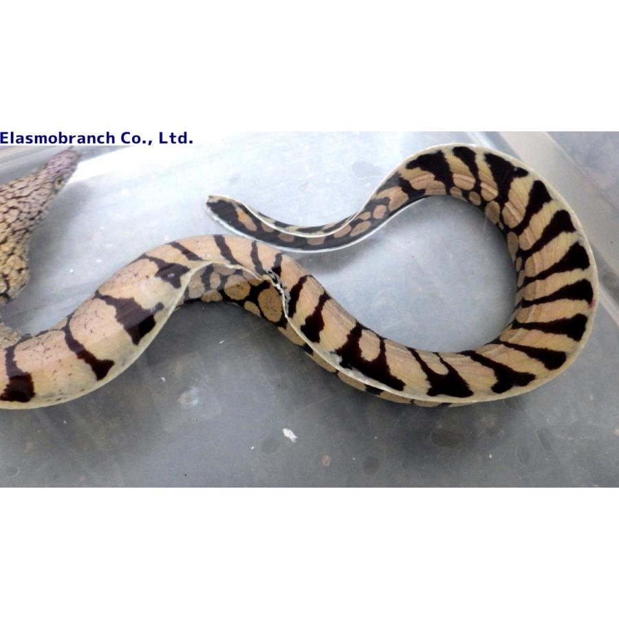 ウツボ科） ハワイウツボ Gymnothorax berndti （60〜70cm） 1匹