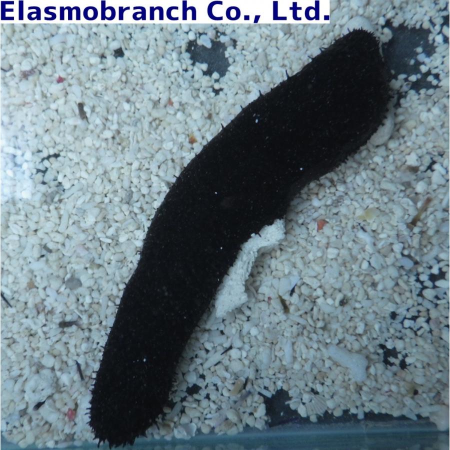 クロナマコ科 ニセクロナマコ 10 15cm １匹 Namako3 アクアハウス魚の道 通販 Yahoo ショッピング