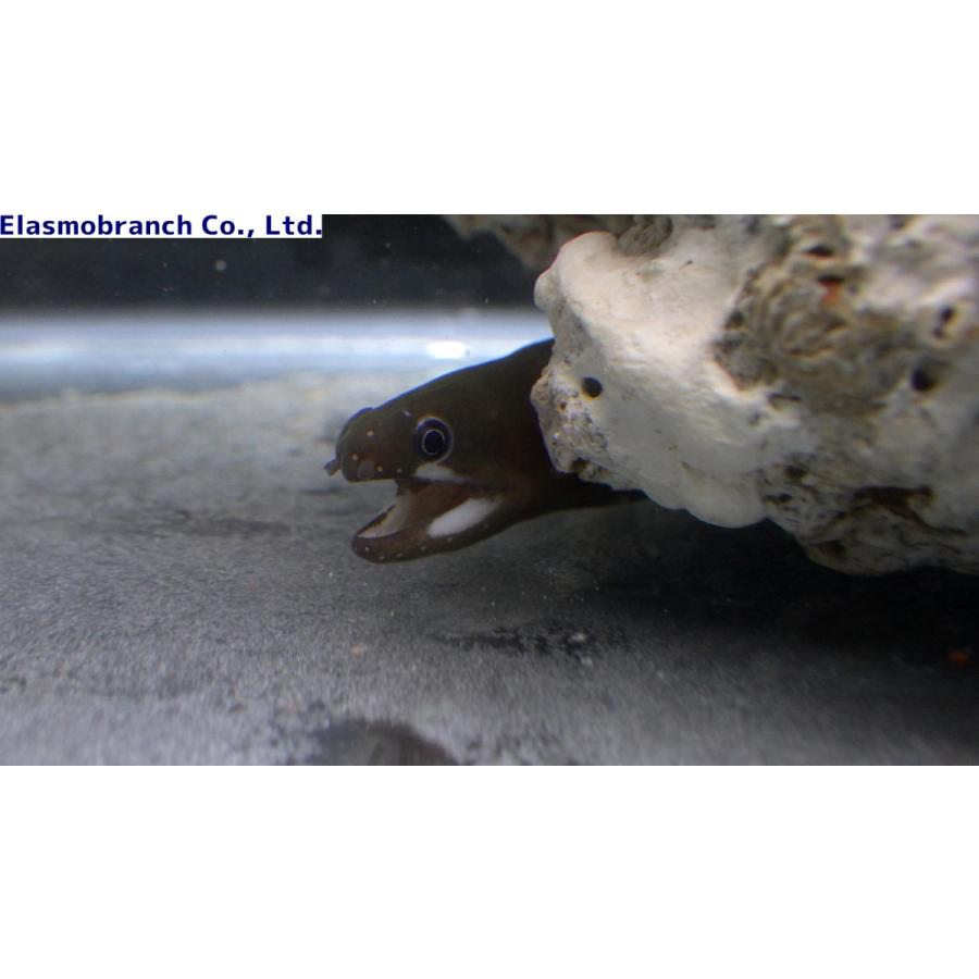 ウツボ科 ナミダカワウツボ Echidna Rhodochilus 30cm １匹 Namidakawa アクアハウス魚の道 通販 Yahoo ショッピング