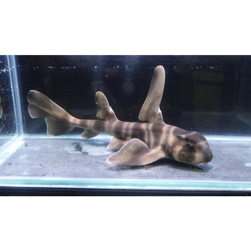 最先端 ネコザメ科 ネコザメ Heterodontus Japonicas 15 cm １匹 Web限定 Bajawinescabo Com