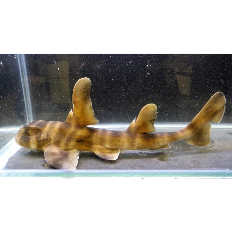 （ネコザメ科） ネコザメ Heterodontus japonicas （15〜20cm） 1匹 : アクアハウス魚の道 - 通販 ...