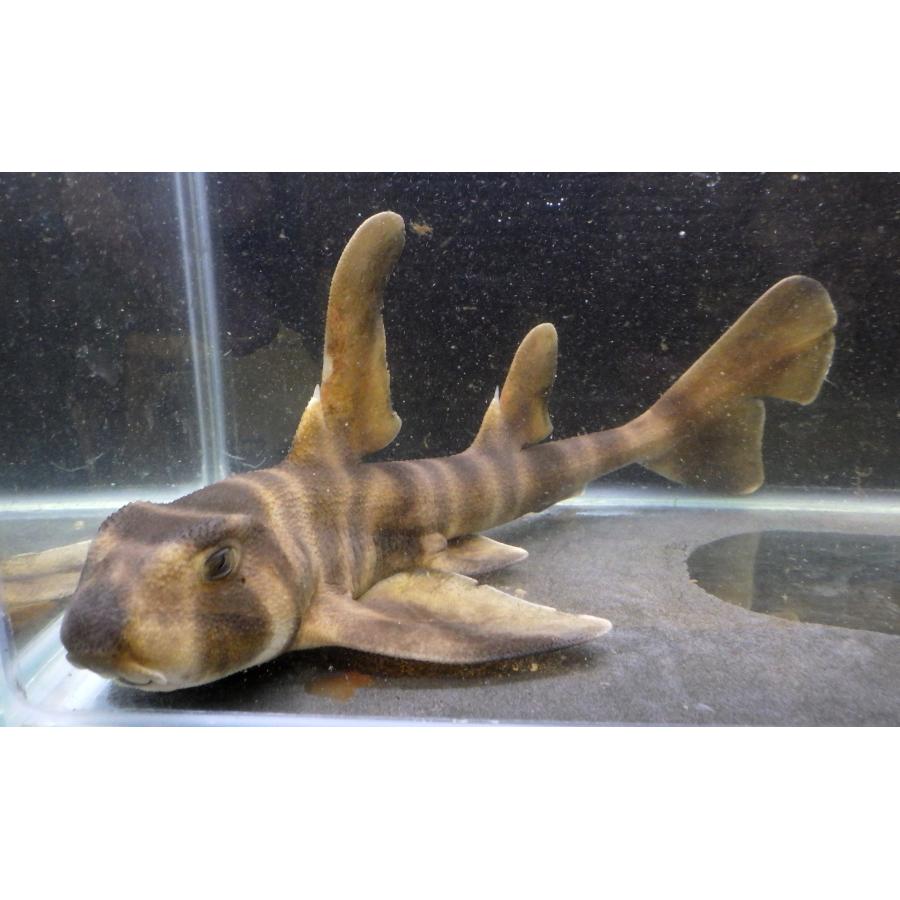 （ネコザメ科） ネコザメ Heterodontus japonicas （15〜20cm） 1匹 : アクアハウス魚の道 - 通販 ...