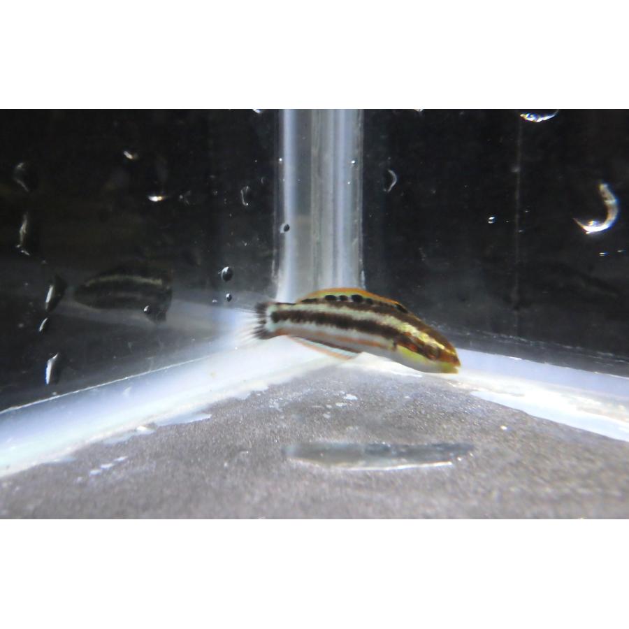 ベラ科 ニシキベラ Thalassoma Cupido 3 6cm １匹 Nisikibera アクアハウス魚の道 通販 Yahoo ショッピング