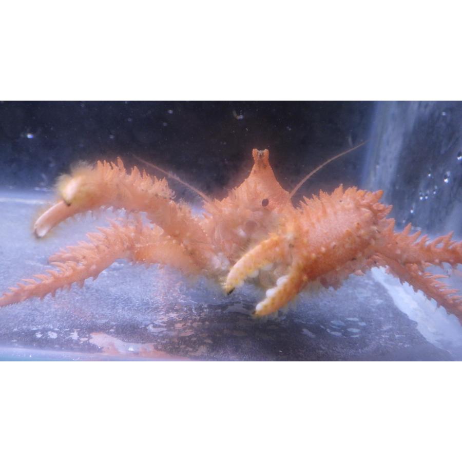 タラバガニ科 オダワラフサイバラガニ Paralomis Odawarai 甲幅約3 6cm １匹 Odawarahusaibara1 アクアハウス魚の道 通販 Yahoo ショッピング