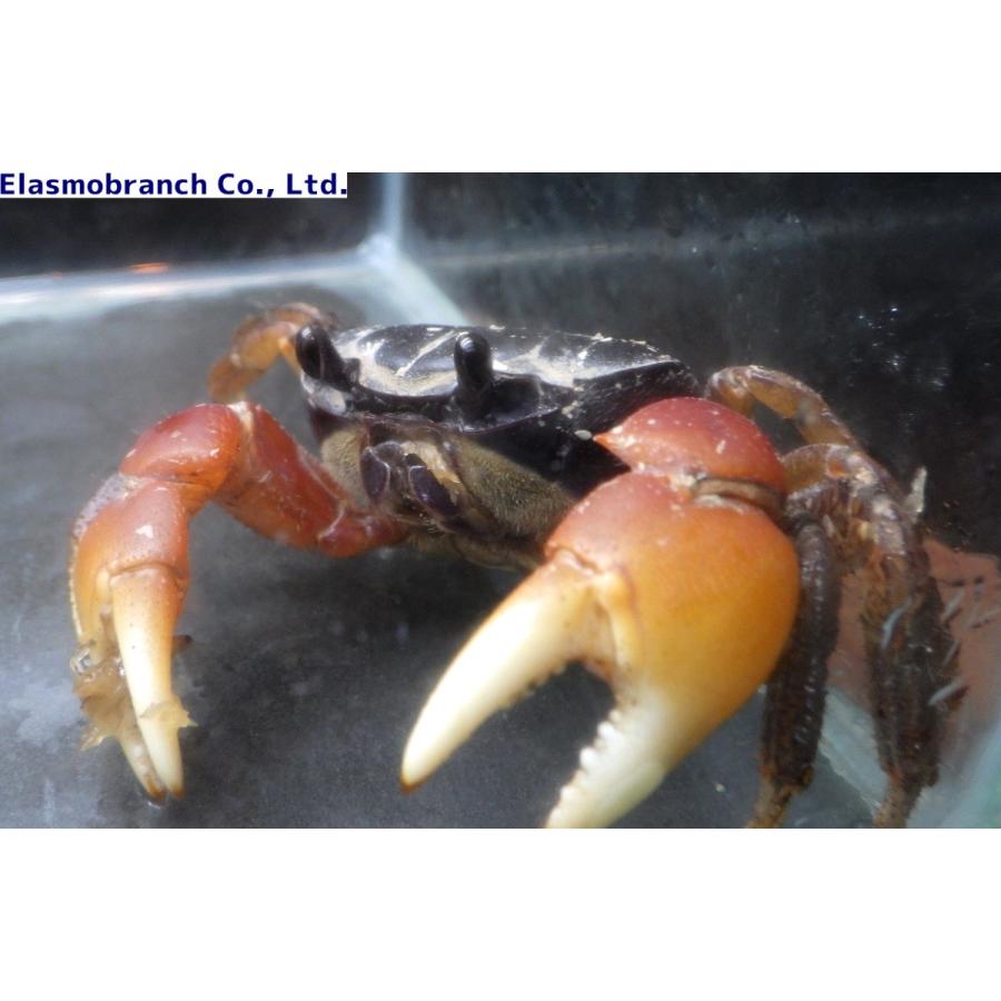 オカガニ科 ヒメオカガニ Epigrapsus Notatus 3 4cm １匹 Anamarcela Com Br