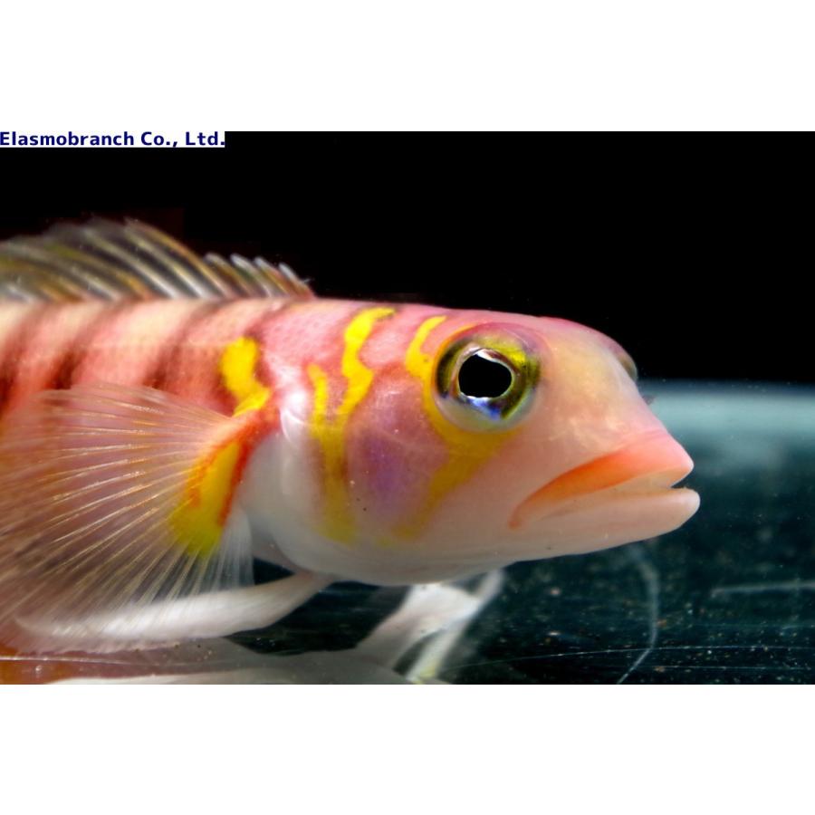 トラギス科 オキトラギス Parapercis Multifasciata 10 12cm １匹 Okitoragisu アクアハウス魚の道 通販 Yahoo ショッピング