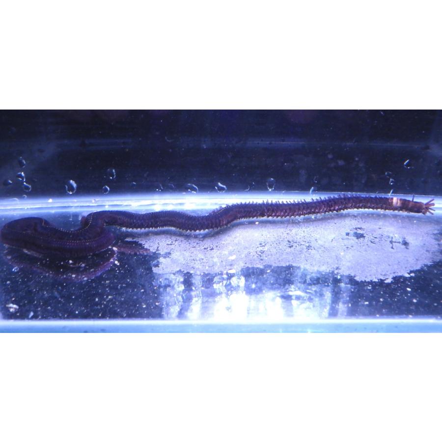 女性が喜ぶ オニイソメ イソメ科 Eunice １匹 Aphroditois 観賞魚生体 Quality Pc Be