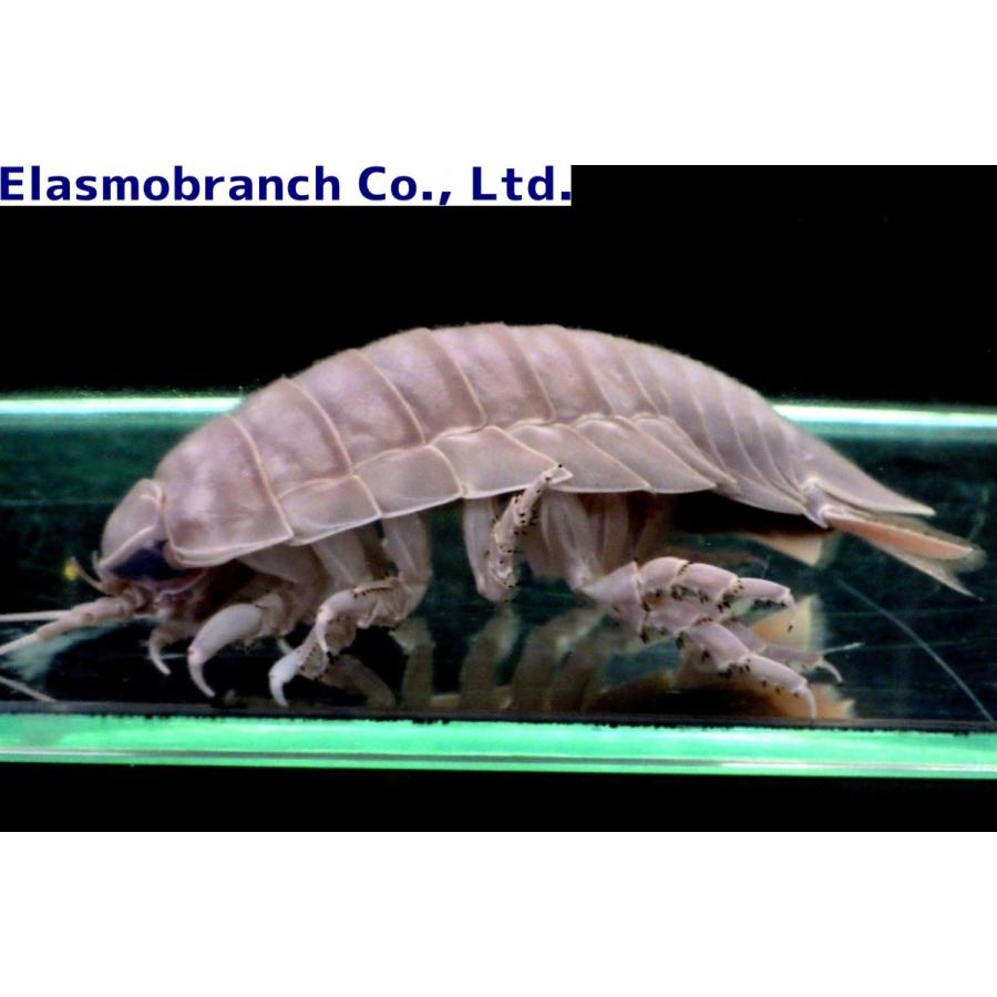 スナホリムシ科 オオグソクムシ Bathynomus Doederleinii 6 8cm １匹 Oogusokumushi アクアハウス魚の道 通販 Yahoo ショッピング