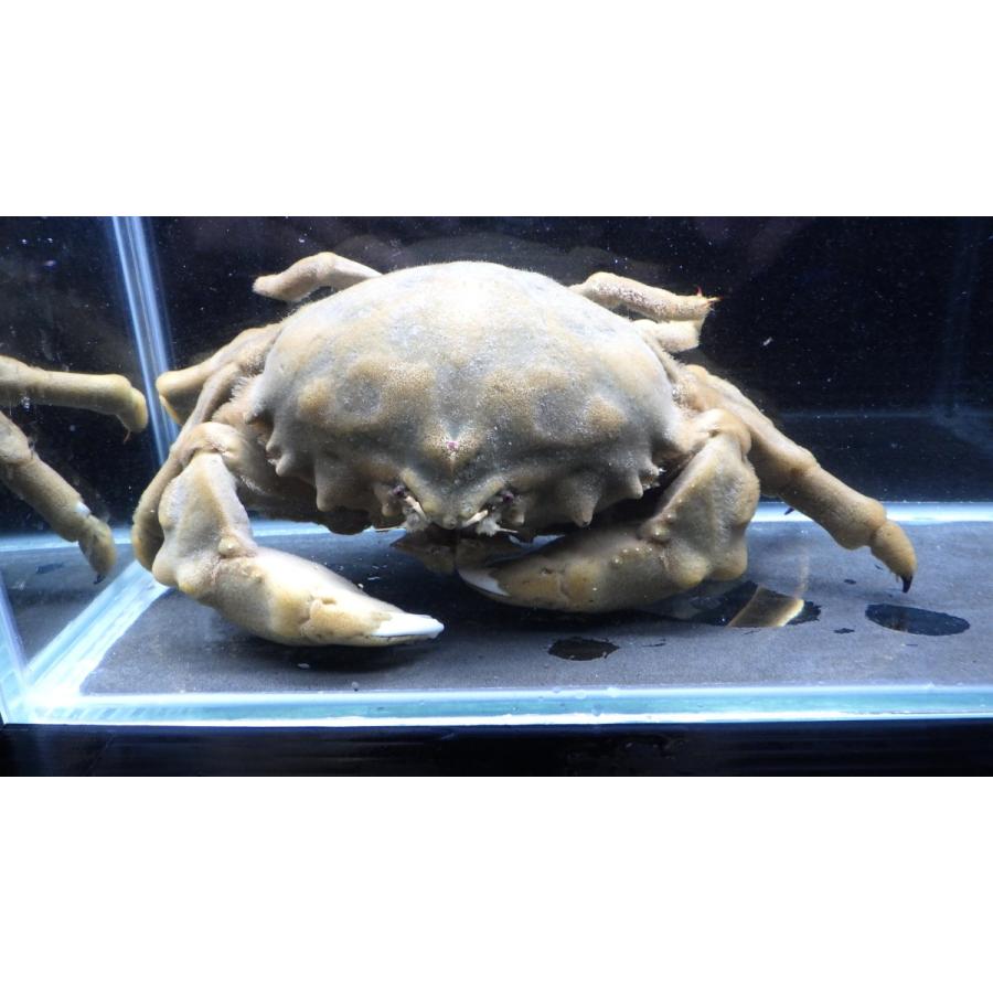 （カイカムリ科）　オオカイカムリ　Dromidiopsis dormia　（甲幅11〜13cm）　１匹(12350円)