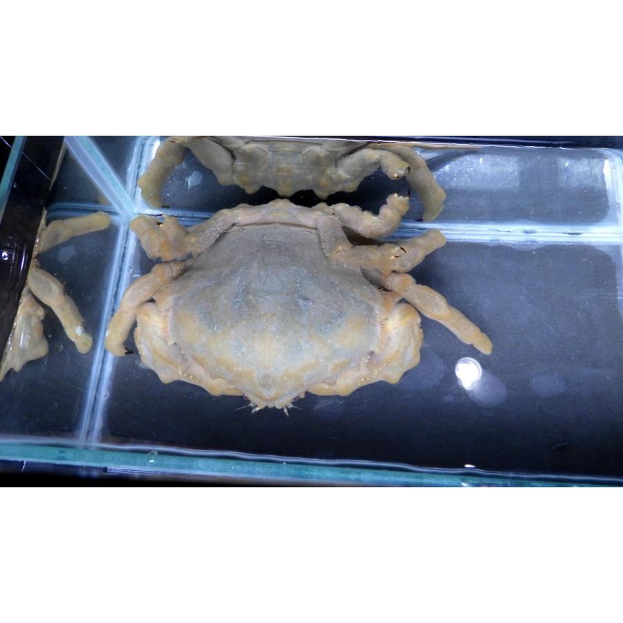 （カイカムリ科）　オオカイカムリ　Dromidiopsis dormia　（甲幅11〜13cm）　１匹 