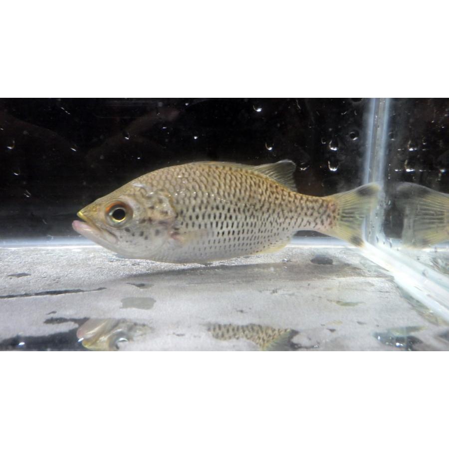 ユゴイ科） オオクチユゴイ Kuhlia rupestris （10〜15cm） 1匹 