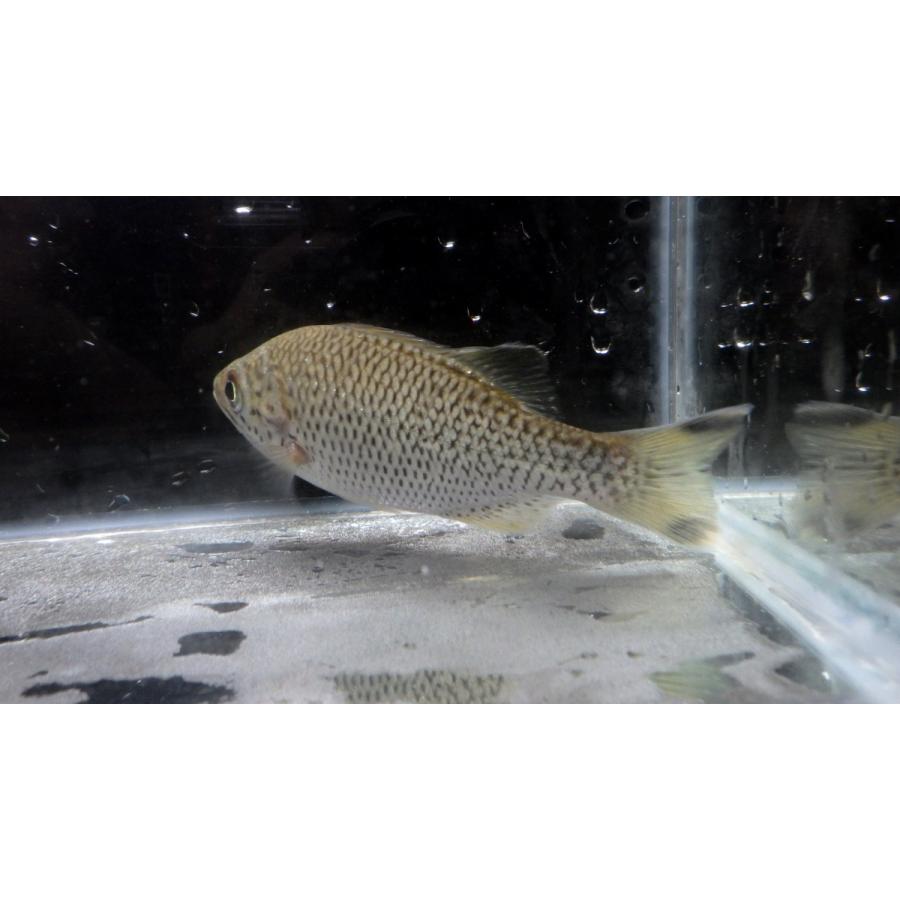 ユゴイ科） オオクチユゴイ Kuhlia rupestris （10〜15cm） 1匹 