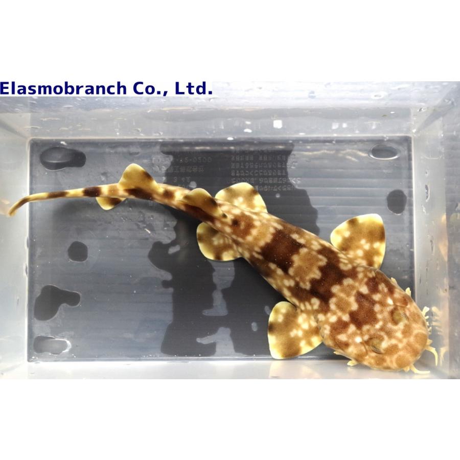 （オオセ科）　オオセ　Orectolobus japonicas　（65〜75cm）　１匹