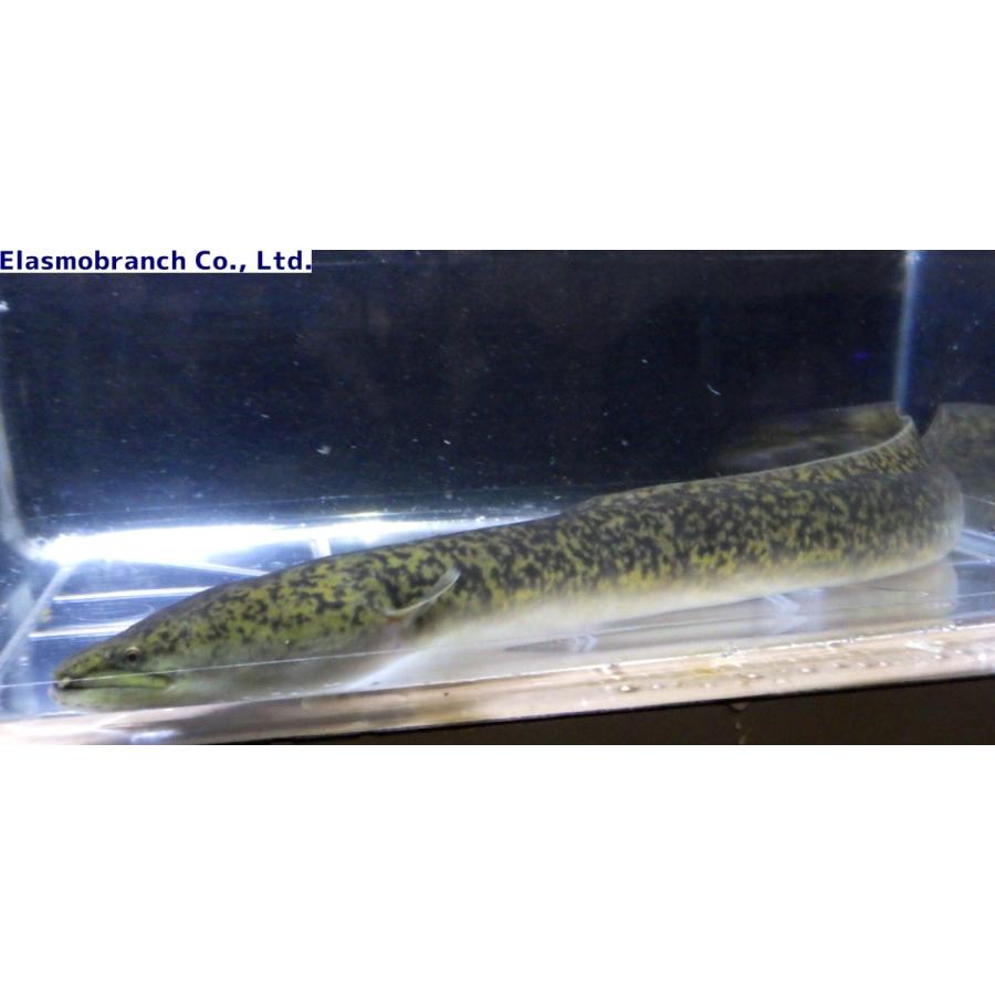 ウナギ科 オオウナギ Anguilla Marmorata 40 50cm １匹 Oounagi2 アクアハウス魚の道 通販 Yahoo ショッピング