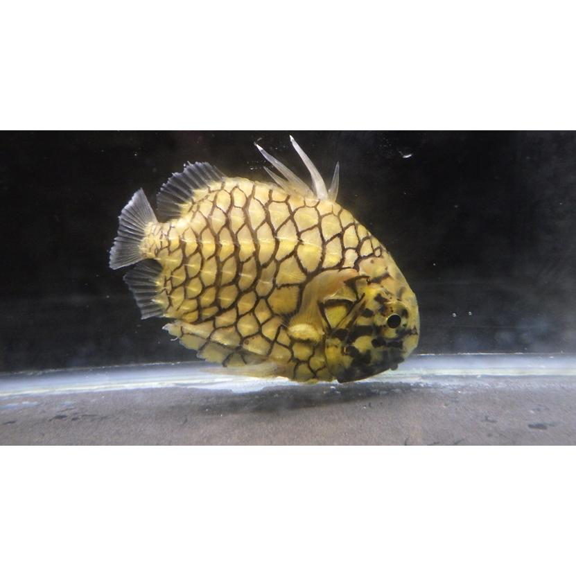 マツカサウオ科） マツカサウオ Monocentris japonica （10〜13cm） 1 