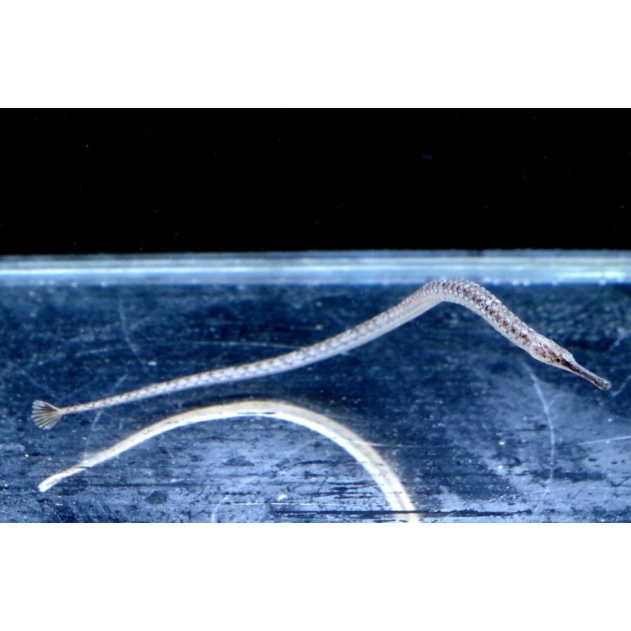 ヨウジウオ科 ヨウジウオ Syngnathus Schlegeli 8 15cm １匹 Pipefish 1 アクアハウス魚の道 通販 Yahoo ショッピング