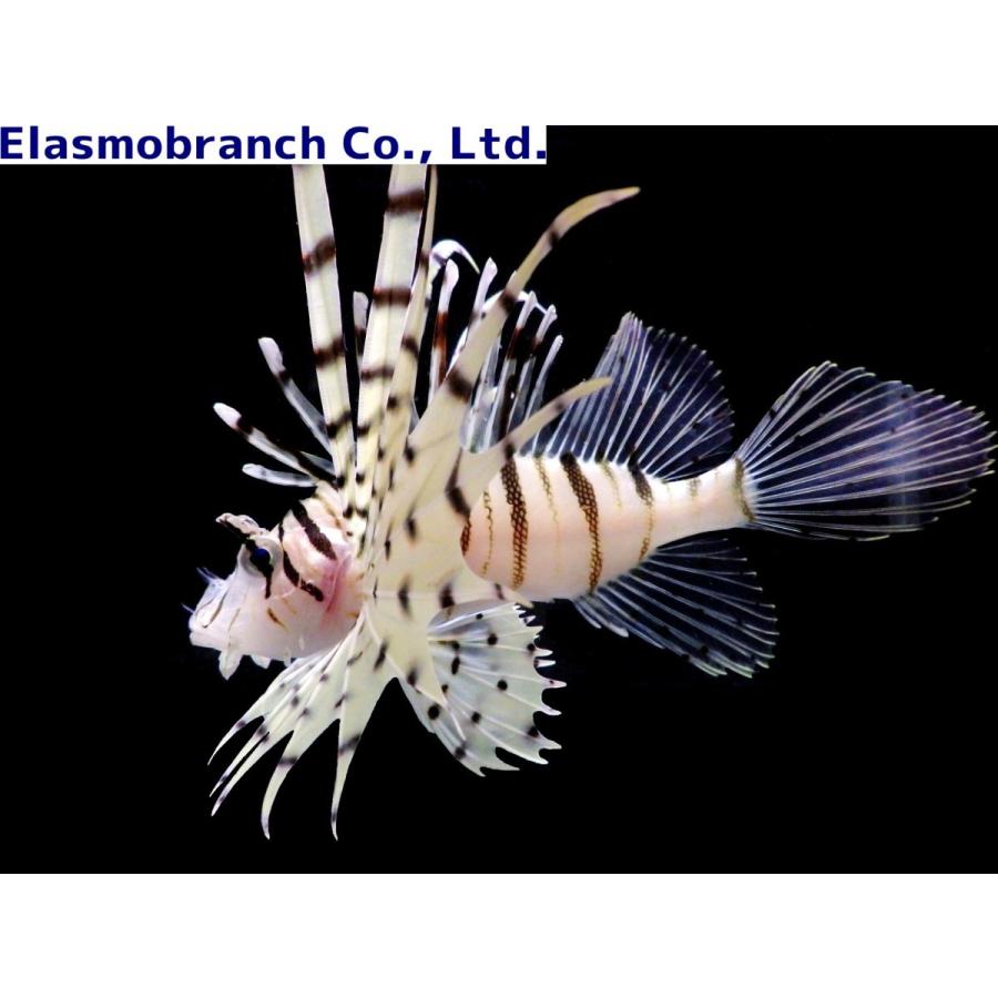 フサカサゴ科 ミノカサゴ Pterois Lunulata 15 cm １匹 Rockfish 12 アクアハウス魚の道 通販 Yahoo ショッピング