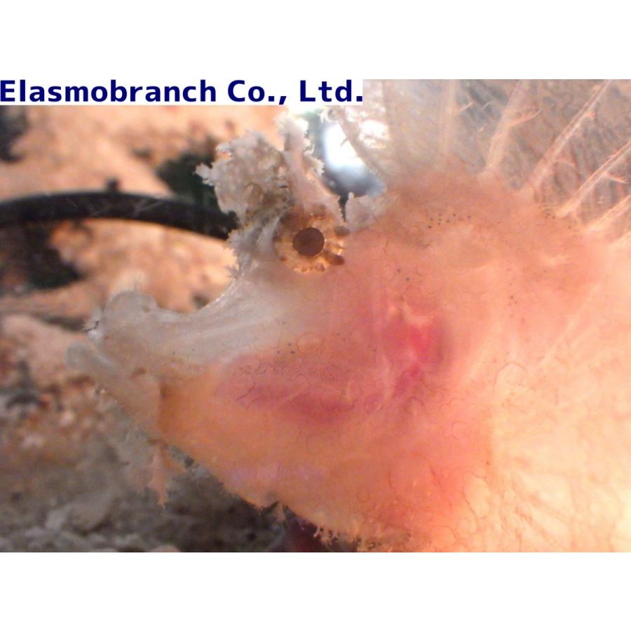 フサカサゴ科） ボロカサゴ イエロー Rhinopias frondosa （7〜10cm ...