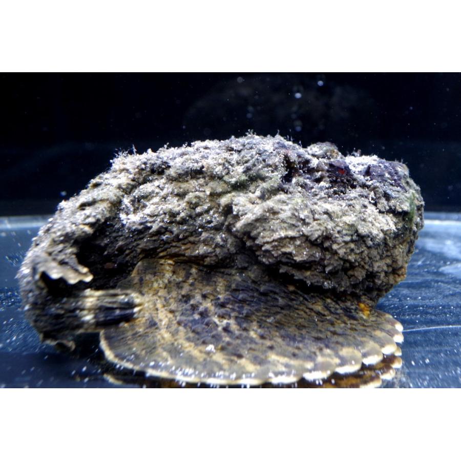 フサカサゴ科 オニダルマオコゼ Synanceia Verrucosa 15 cm １匹 Rockfish 5 アクアハウス魚の道 通販 Yahoo ショッピング