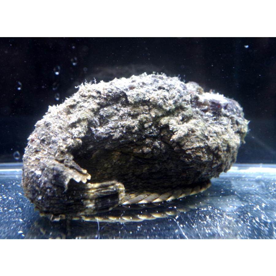 フサカサゴ科） オニダルマオコゼ Synanceia verrucosa （15〜20cm