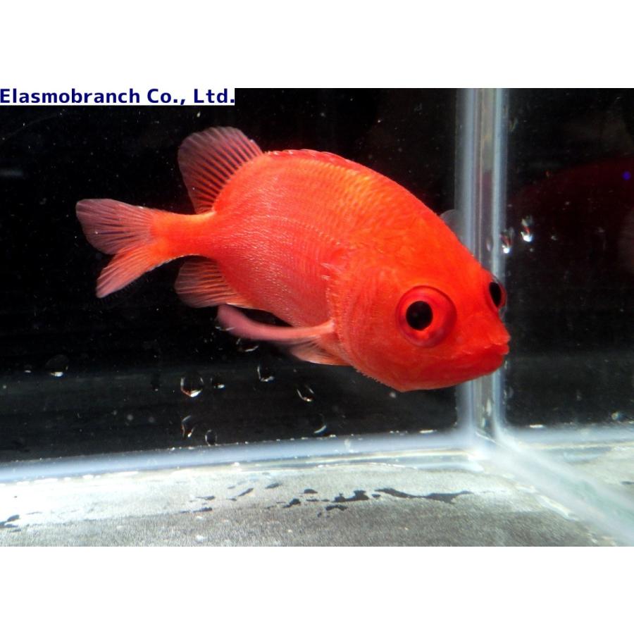 イットウダイ科 リュウキュウエビス Plectrypops Lima 4 6cm １匹 Ryuukyuuebisu アクアハウス魚の道 通販 Yahoo ショッピング