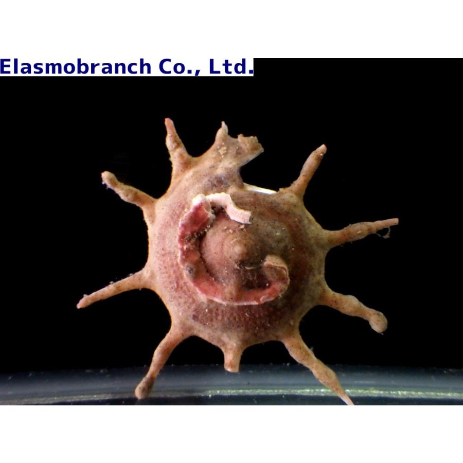 リュウテン科） リンボウガイ Guildfordia triumphans （3〜5cm） 1匹