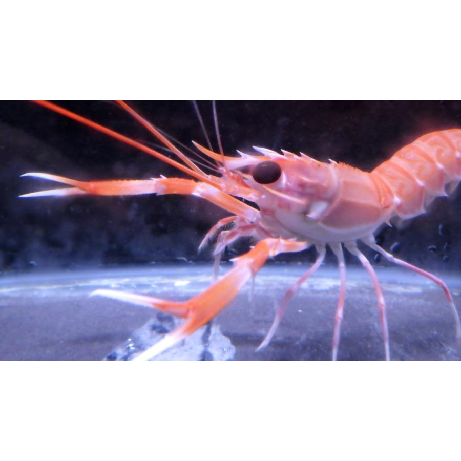 アカザエビ科 サガミアカザエビ Metanephrops Sagamiensis 5 8cm １匹 シュリンプ ザリガニ 甲殻類 Mezaj Org